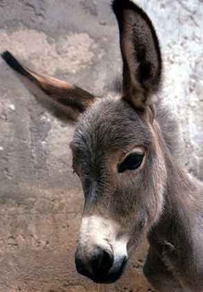 Balaam's Ass